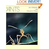The Ants