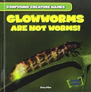 Glowworms Are Not Worms!