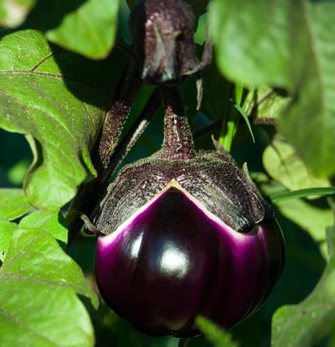 50+ Round Eggplant Seeds – Purple Vegetable Seeds For Garden, Asian Cuisine