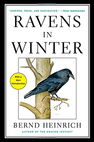 Ravens in Winter by Bernd Heinrich
