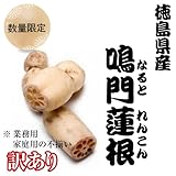季節の高級野菜 徳島県産 訳あり れんこん 2ｋｇ箱