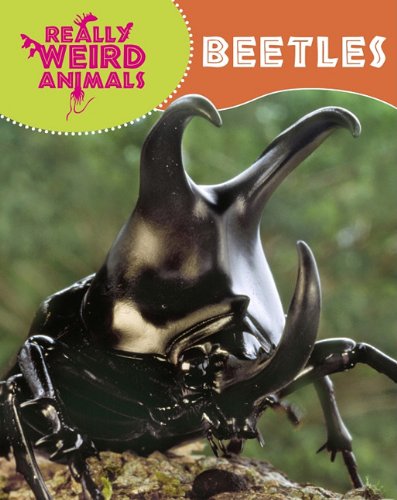 Beetles (Really Weird Animals) by Clare Hibbert