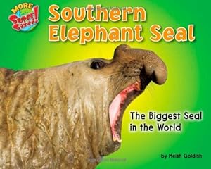 Southern Elephant Seal: The Biggest Seal in the World