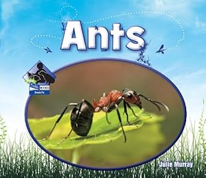 Ants