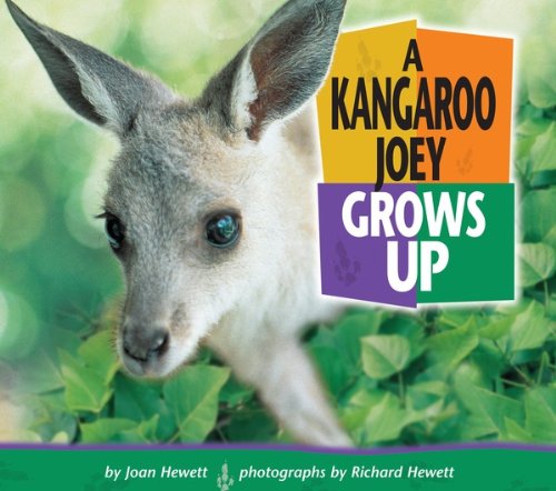 A Kangaroo Joey Grows Up (Baby Animals)