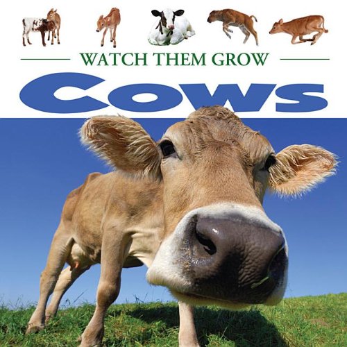Cows by Lauren Diemer