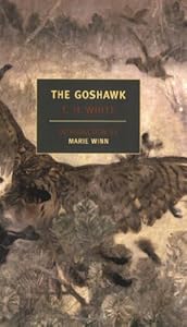 The Goshawk