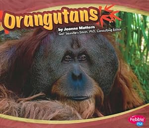 Orangutans