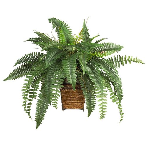 Boston Fern