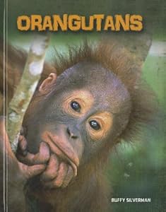 Orangutans