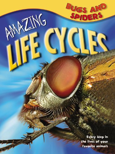Bugs &amp; Spiders by George C McGavin