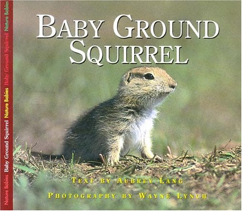 BABY GROUND SQUIRREL by Wayne Lynch