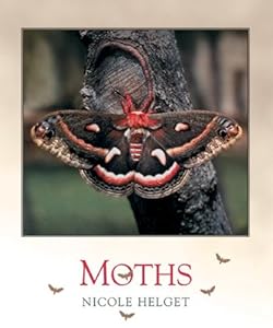 Moths (Bugbooks)