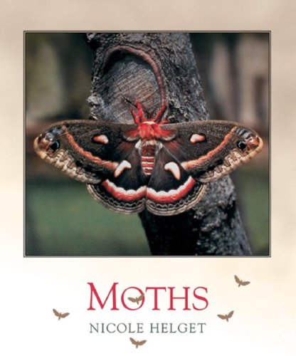 Moths (Bugbooks) by Nicole Helget