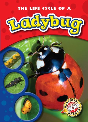 The Life Cycle of a Ladybug by Colleen Sexton