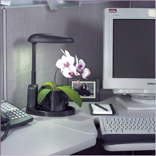 Indoor Plant Stands - Office
