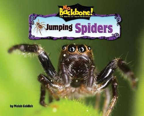 Jumping Spiders by Meish Goldish