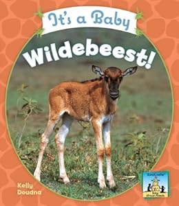 It's a Baby Wildebeest! (Sandcastle: Baby African Animals)