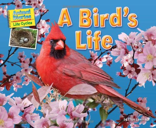 A Bird's Life by Ellen Lawrence