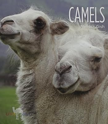 Camels