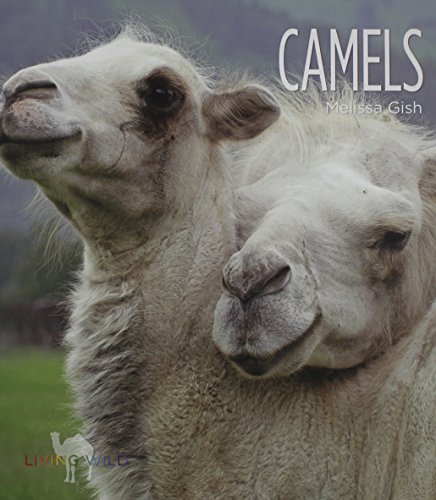 Camels by Melissa Gish