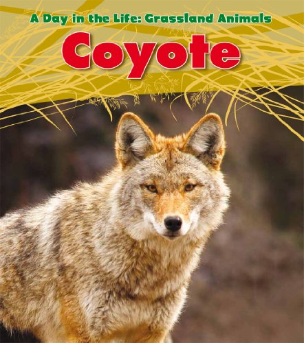 Coyote by Louise Spilsbury
