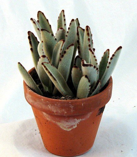 Succulent Plants - Panda Plant