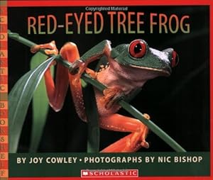 Red-eyed Tree Frog