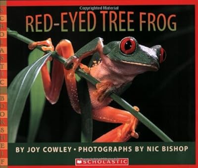 Red-eyed Tree Frog