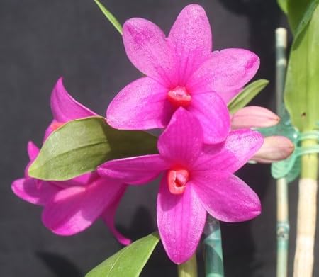 Orchid Care - Hawaiian Dendrobium Orchid