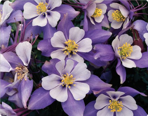 

Flowers - Blue Columbine Flower - Motorola Droid 2 - Skinit Skin