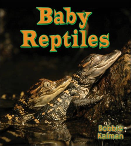 Baby Reptiles (It's Fun to Learn about Baby Animals) by Bobbie Kalman