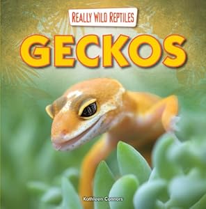 Geckos