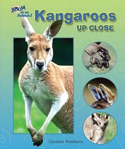 Kangaroos Up Close