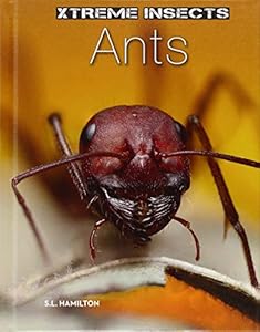 Ants