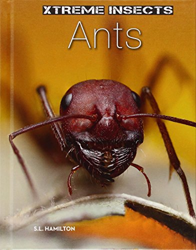 Ants by S. L. Hamilton