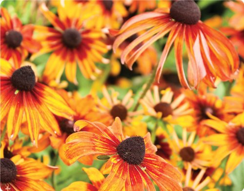 

Flowers - Mexican Sunflower - Motorola Droid 2 - Skinit Skin