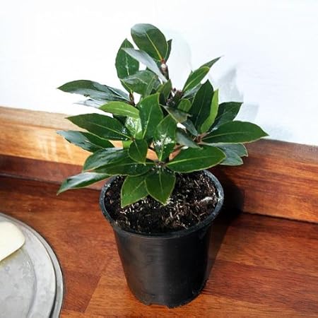 How to Prune a Bay Tree - Laurel Hedging