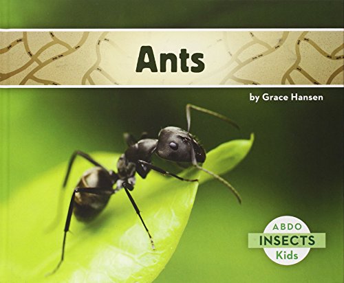 Ants by Grace Hansen