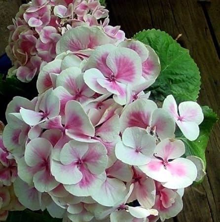 Flowering Plants - Pink Hydrangea