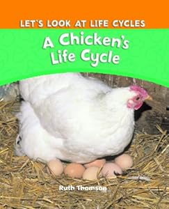 A Chicken's Life Cycle