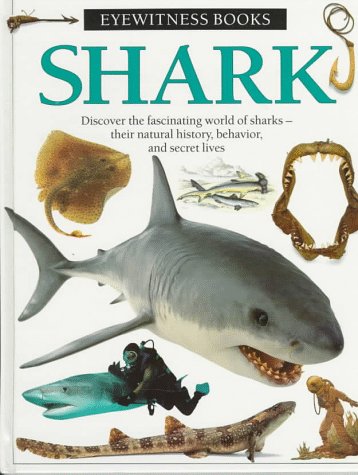 Shark by Miranda MacQuitty