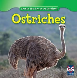 Ostriches
