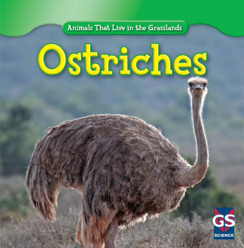 Ostriches by Therese Harasymiw