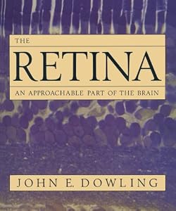 The Retina: An Approachable Part of the Brain