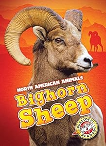 Bighorn Sheep by Megan Borgert-Spaniol