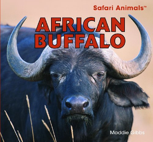 African Buffalo by Maddie Gibbs