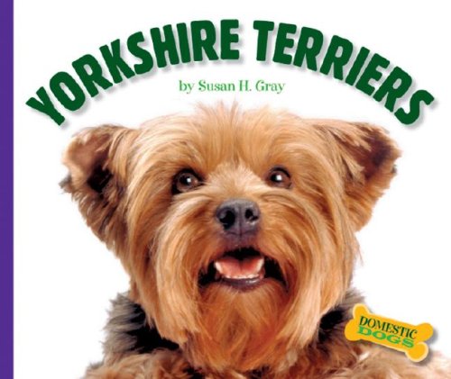 Yorkshire Terriers (Domestic Dogs) by Susan Heinrichs Gray