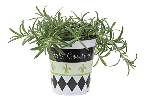 Algopix Similar Product 18 - Hort Couture 9cm Pot Zest Herb