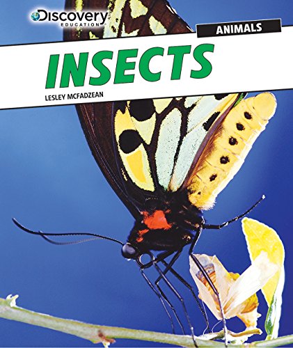 Insects by Lesley Mcfadzean